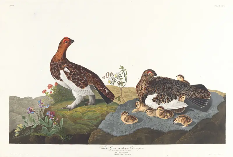 Weidenschneehuhn oder großes Moorschneehuhn von John James Audubon