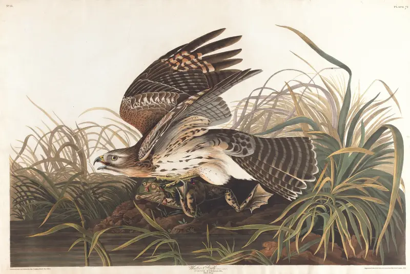 Winter hawk av John James Audubon
