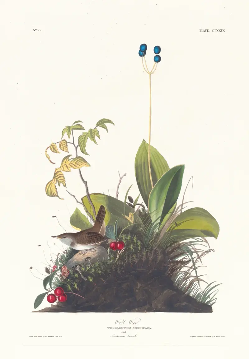 Wood wren av John James Audubon