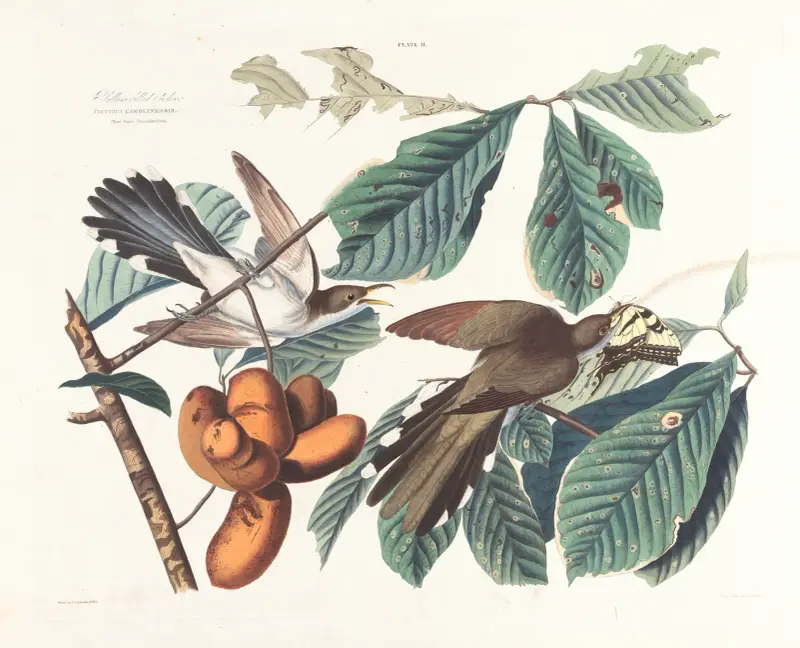 Gelbschnabelkuckuck von John James Audubon