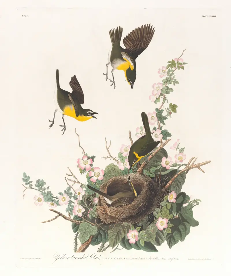 Gulbröstad sångfågel av John James Audubon