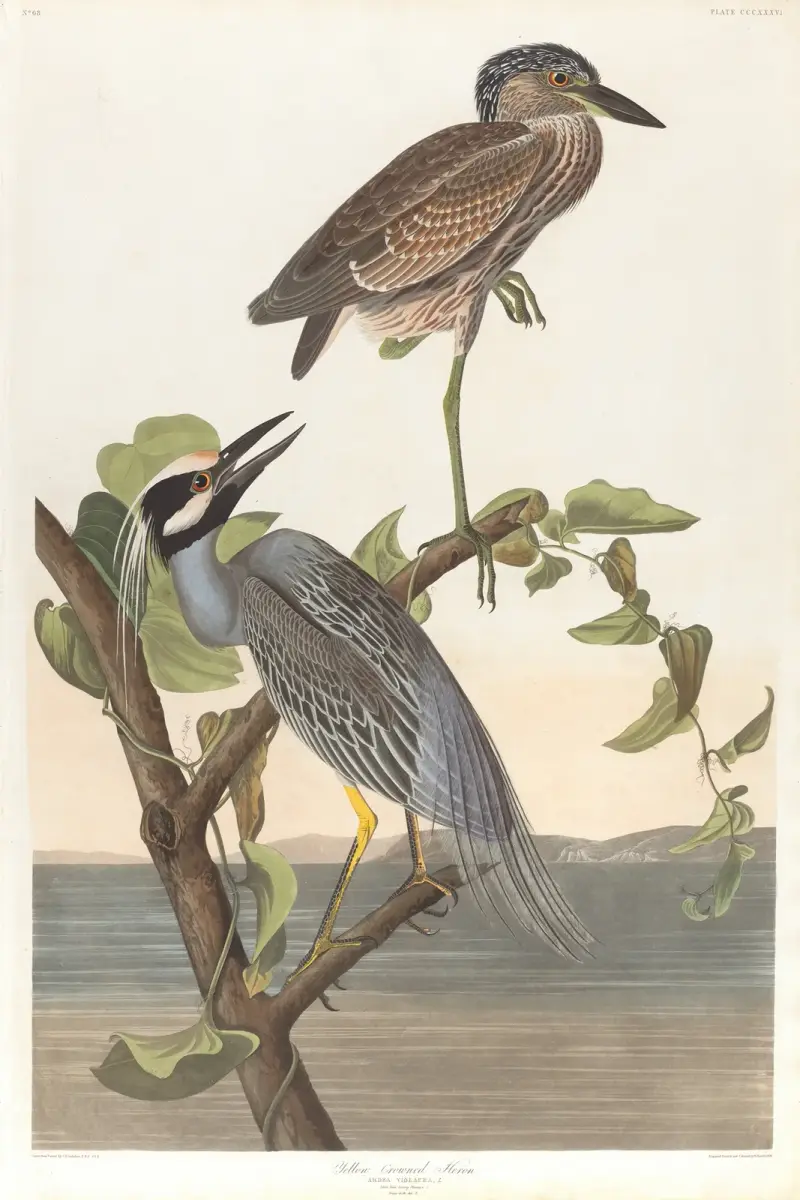 Yellow-crowned heron av John James Audubon