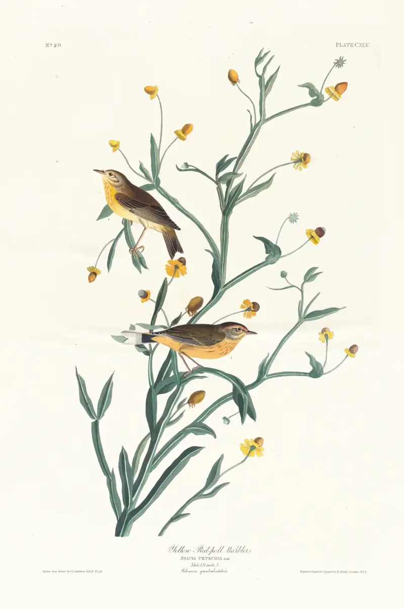 Gul rödsiska av John James Audubon
