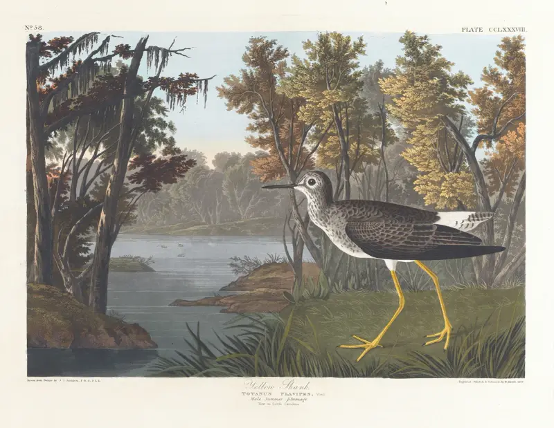 Yellow shank von John James Audubon