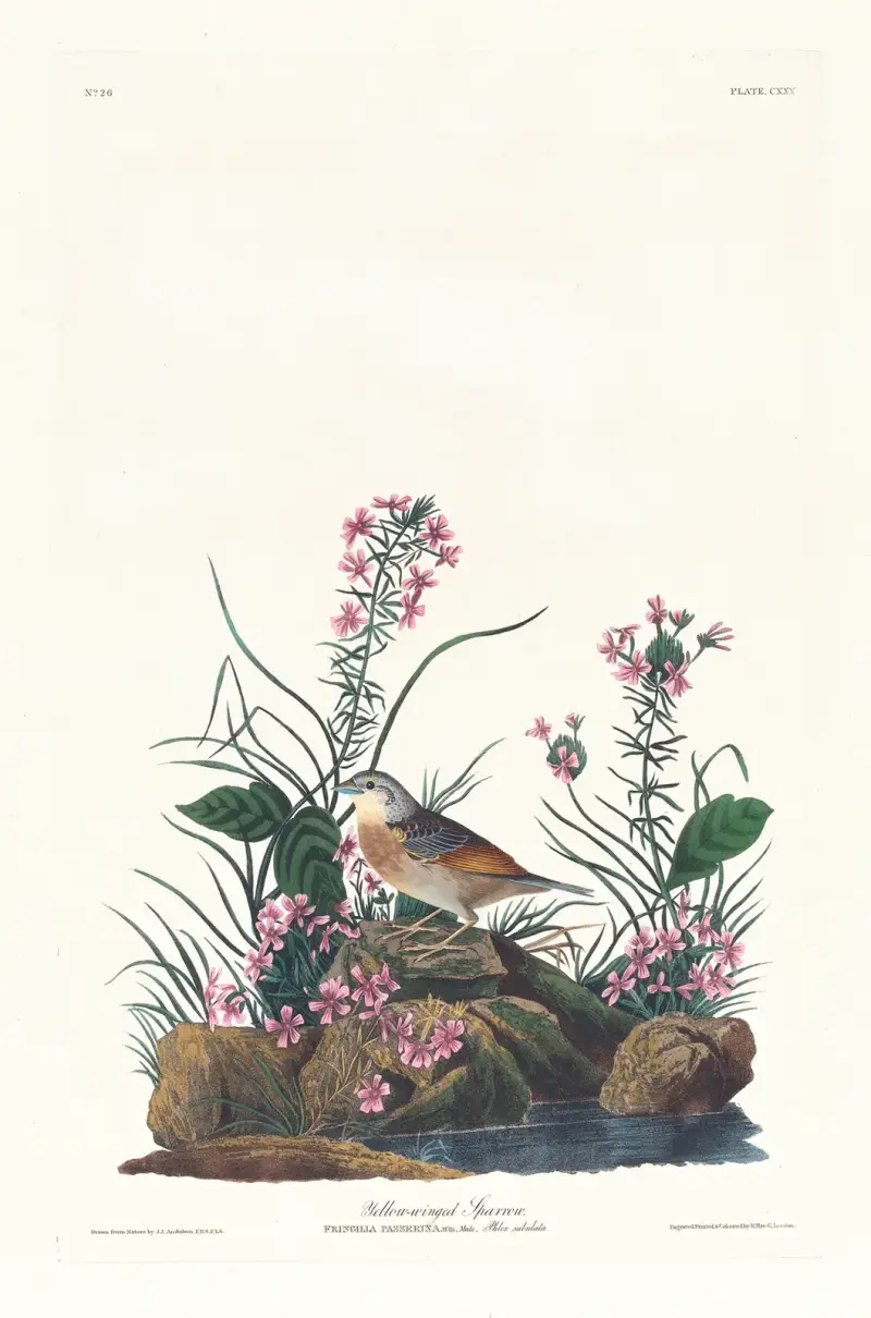 Żółtoskrzydły wróbel, John James Audubon
