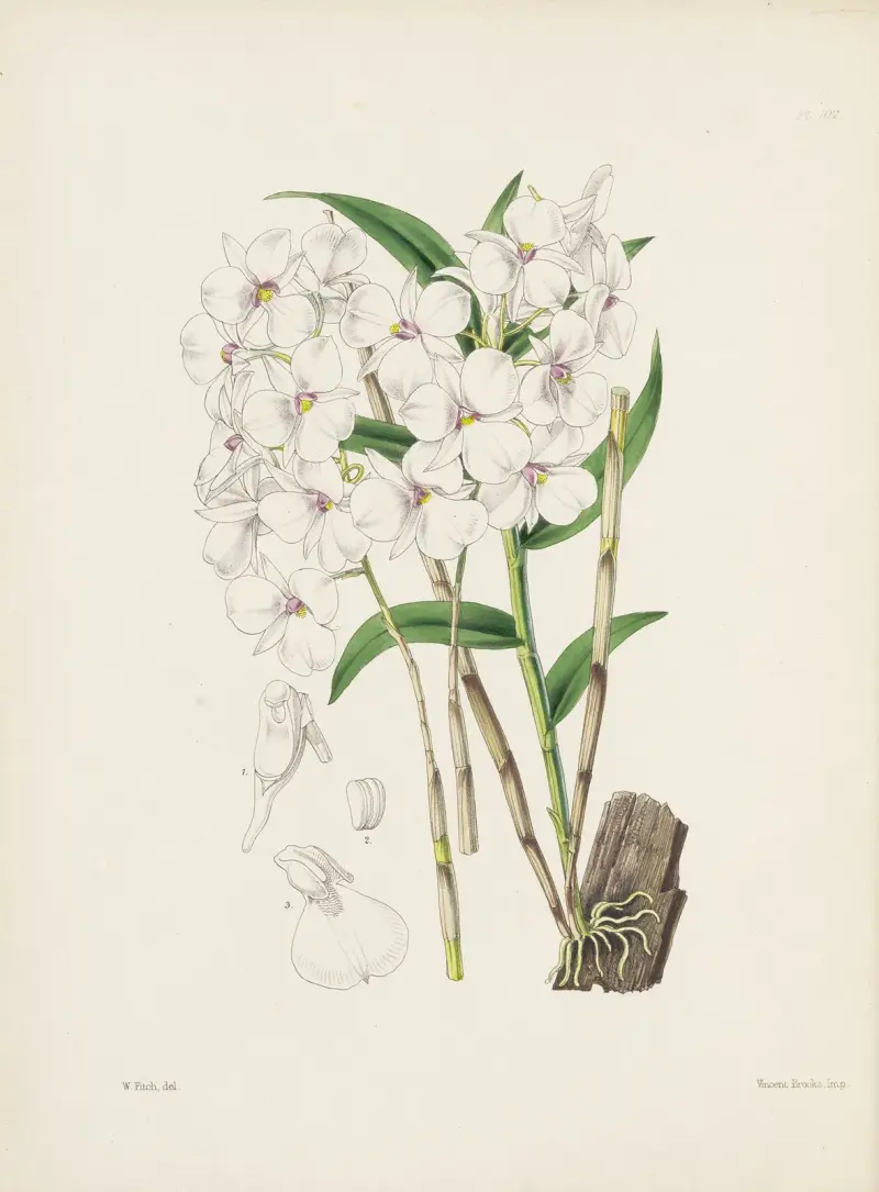 Bearded-lipped Dendrobium (Dendrobium barbatulum) av James Bateman