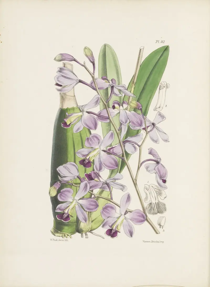Vacker variation av den tvåfärgade Epidendrum (Epidendrum dichromum) av James Bateman