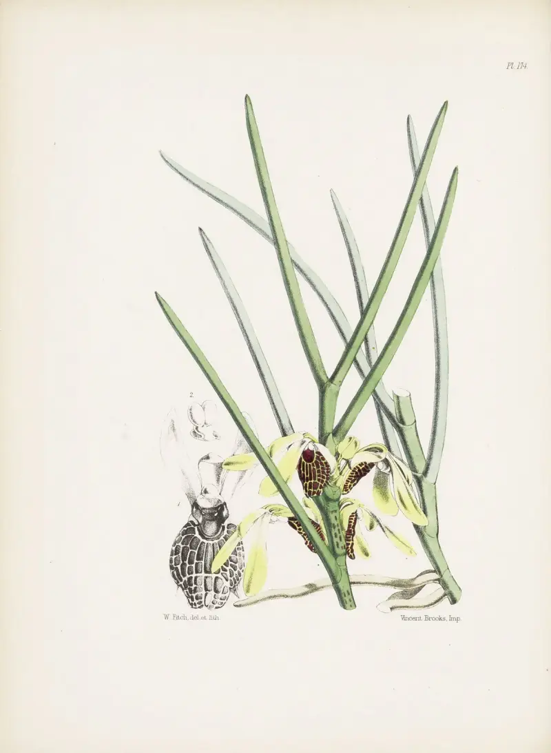 Luisia o kwiatach motylich (Luisia psyche), James Bateman