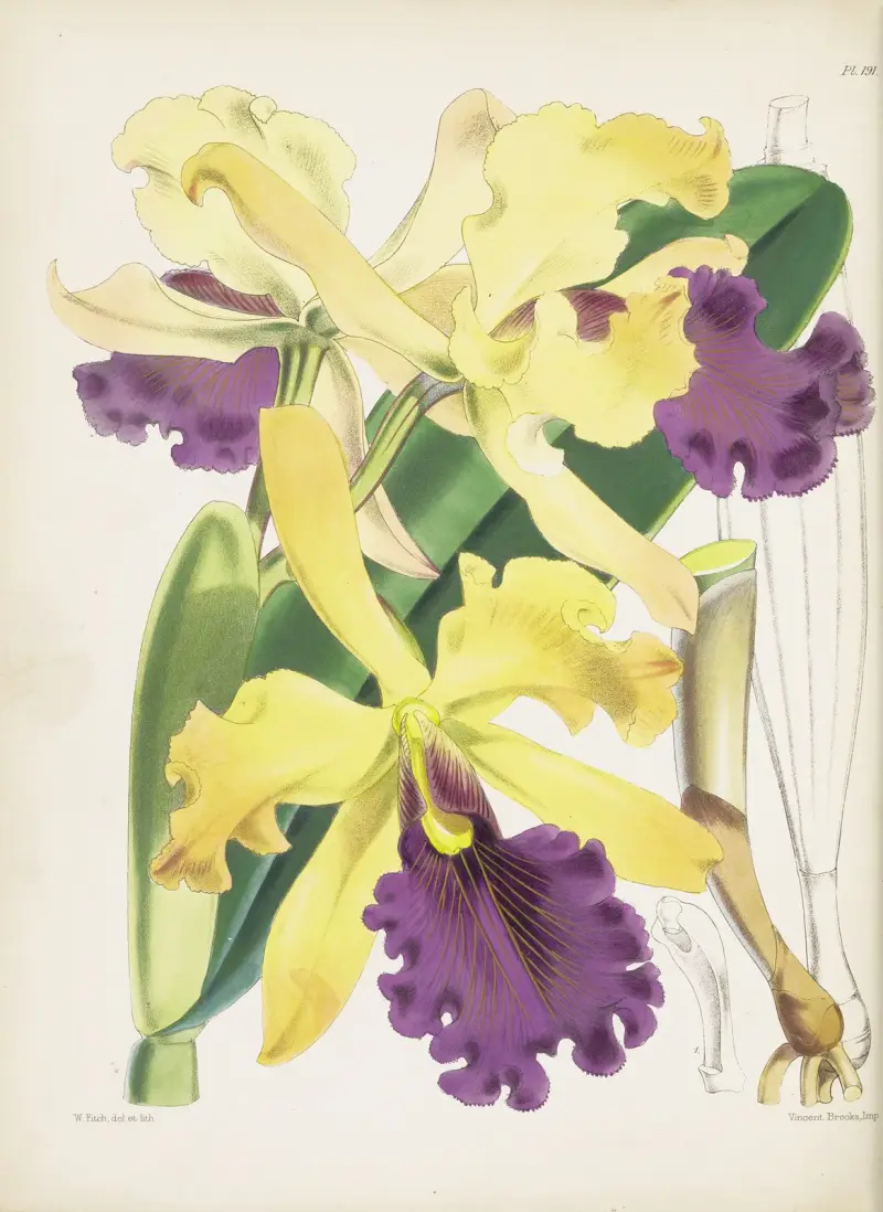 Cattleya dowiana, James Bateman
