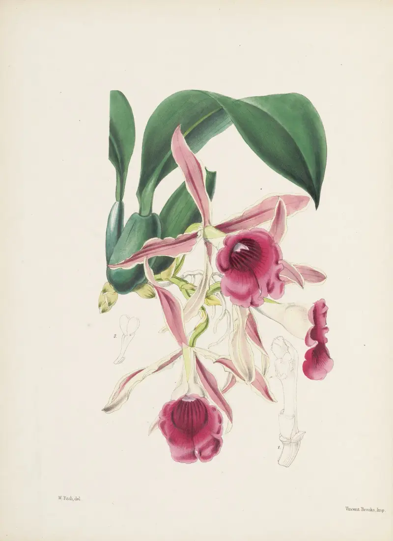 Trichopilia crispa, James Bateman