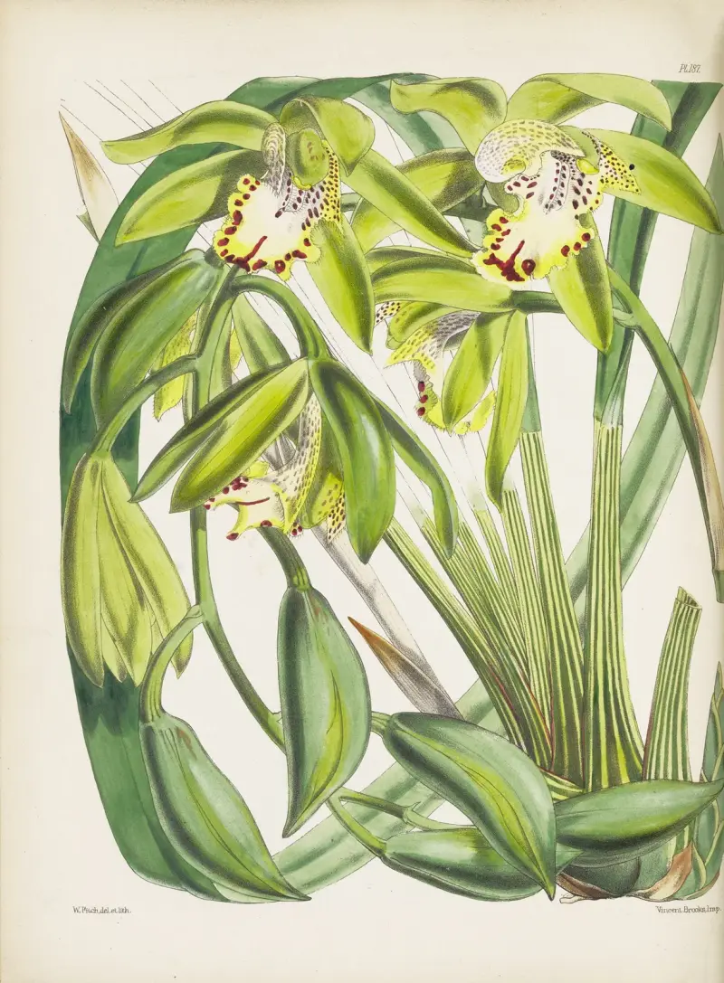 Dr. Hookers Cymbidium (Cymbidium hookerianum) von James Bateman