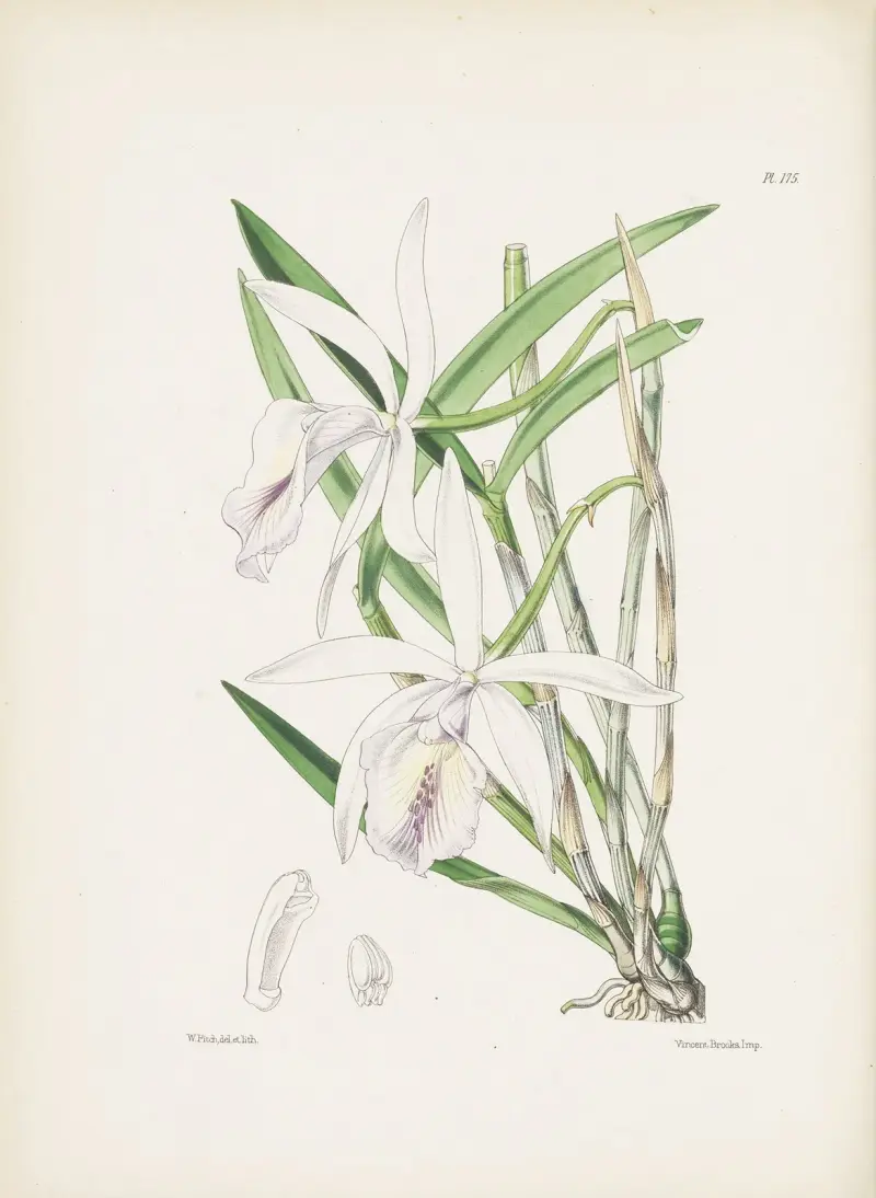 Dr. Lindleys Cattleya (Cattleya lindleyana) von James Bateman