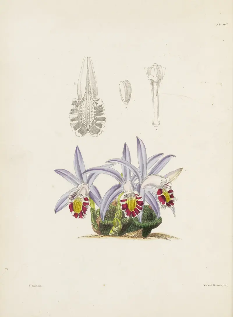 Flask-shaped Coelogyne (Coelogyne lagenaria) av James Bateman