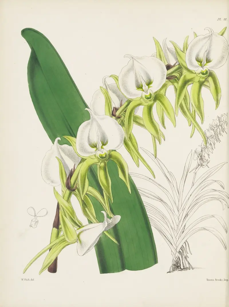 Elfenbensorkidej (Angraecum eburneum), James Bateman
