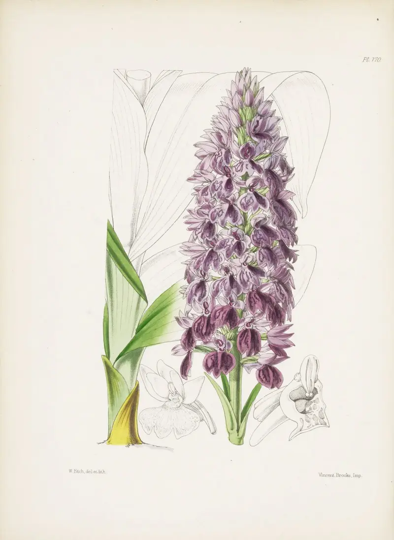 Blattreiche Orchis (Orchis foliosa) von James Bateman