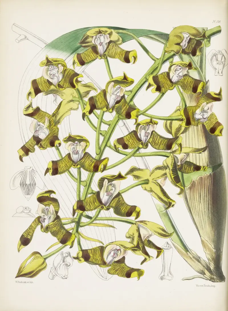Mr. Ellis’s Grammatophyllum (Grammatophyllum ellisii) av James Bateman