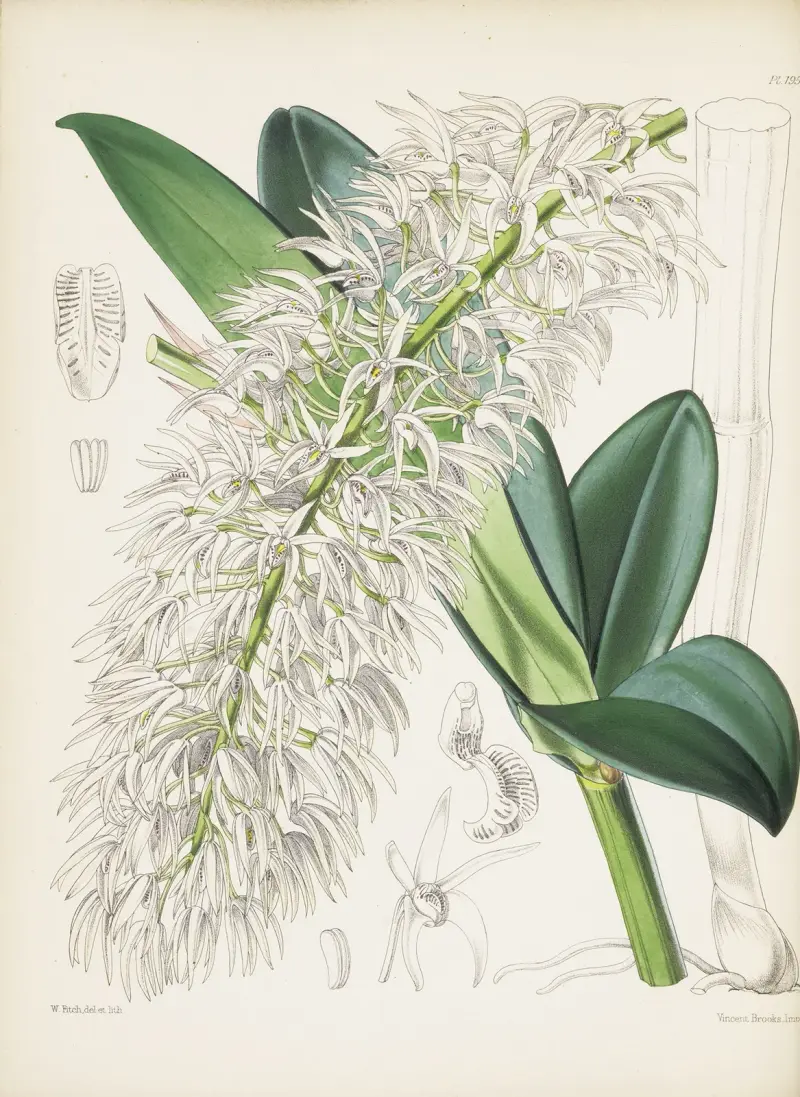 Mr. Hills Dendrobium (Dendrobium hillii) von James Bateman