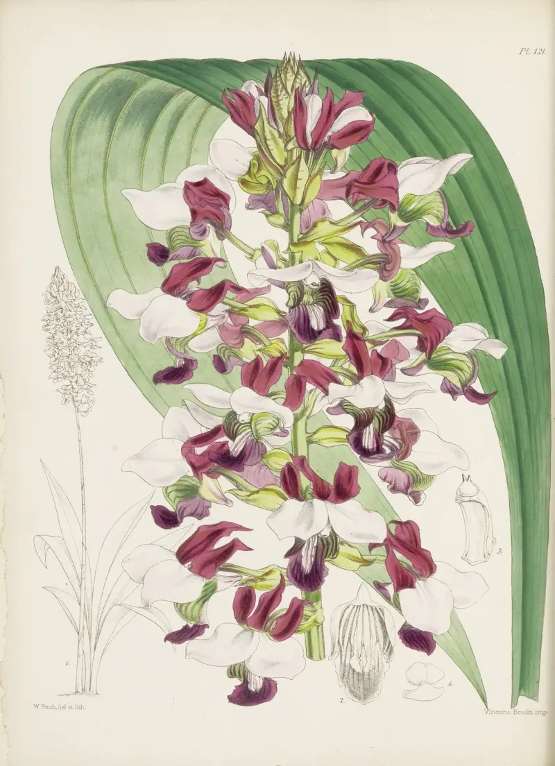 Mr. Horsfall’s Lissochilus (Lissochilus horsfallii) av James Bateman