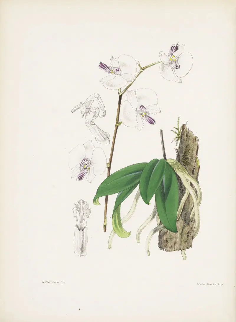 Mr. Lowova Phalaenopsis (Phalaenopsis lowii), James Bateman