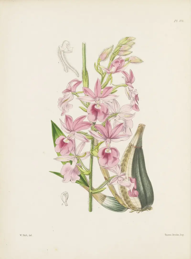 Calanthe pana Veitcha (Calanthe veitchii), James Bateman