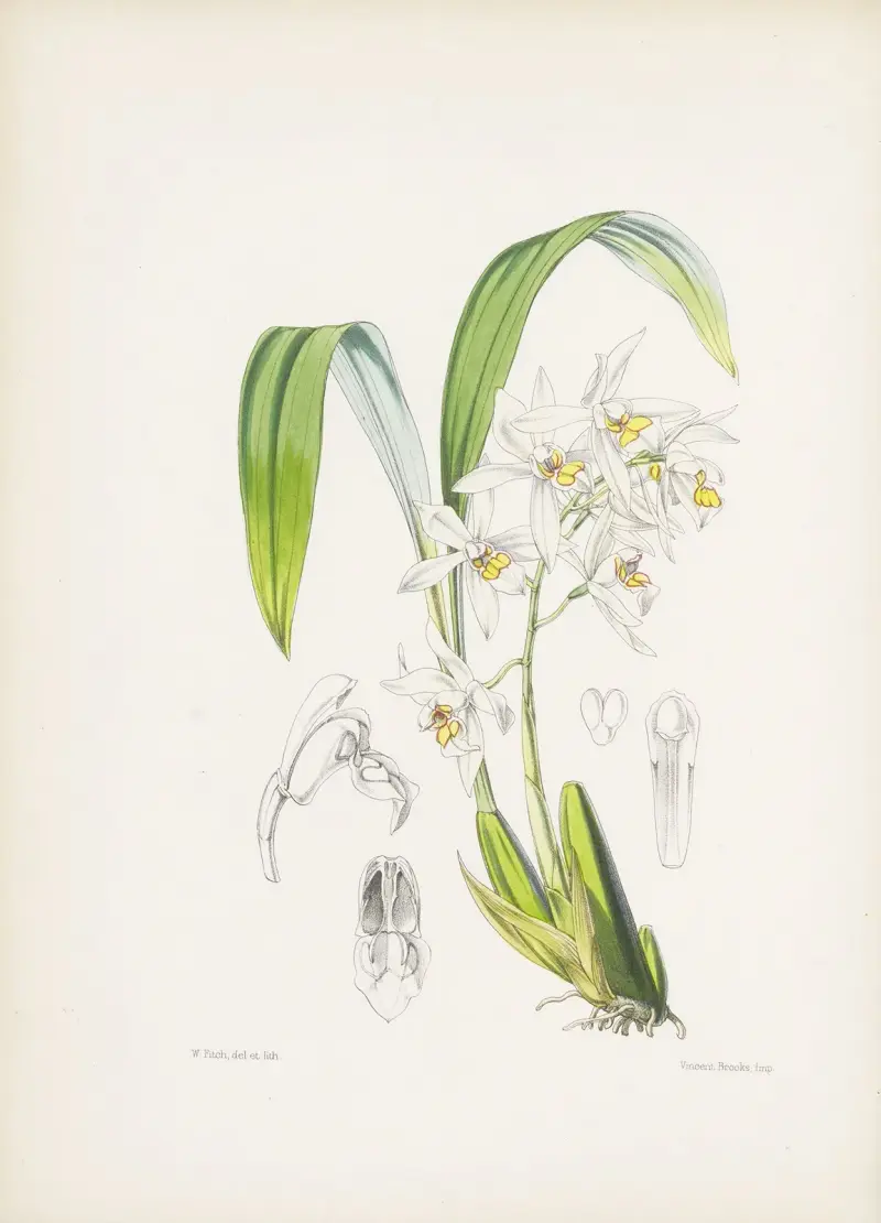 Ockergelb gefleckte Coelogyne (Coelogyne ochracea) von James Bateman
