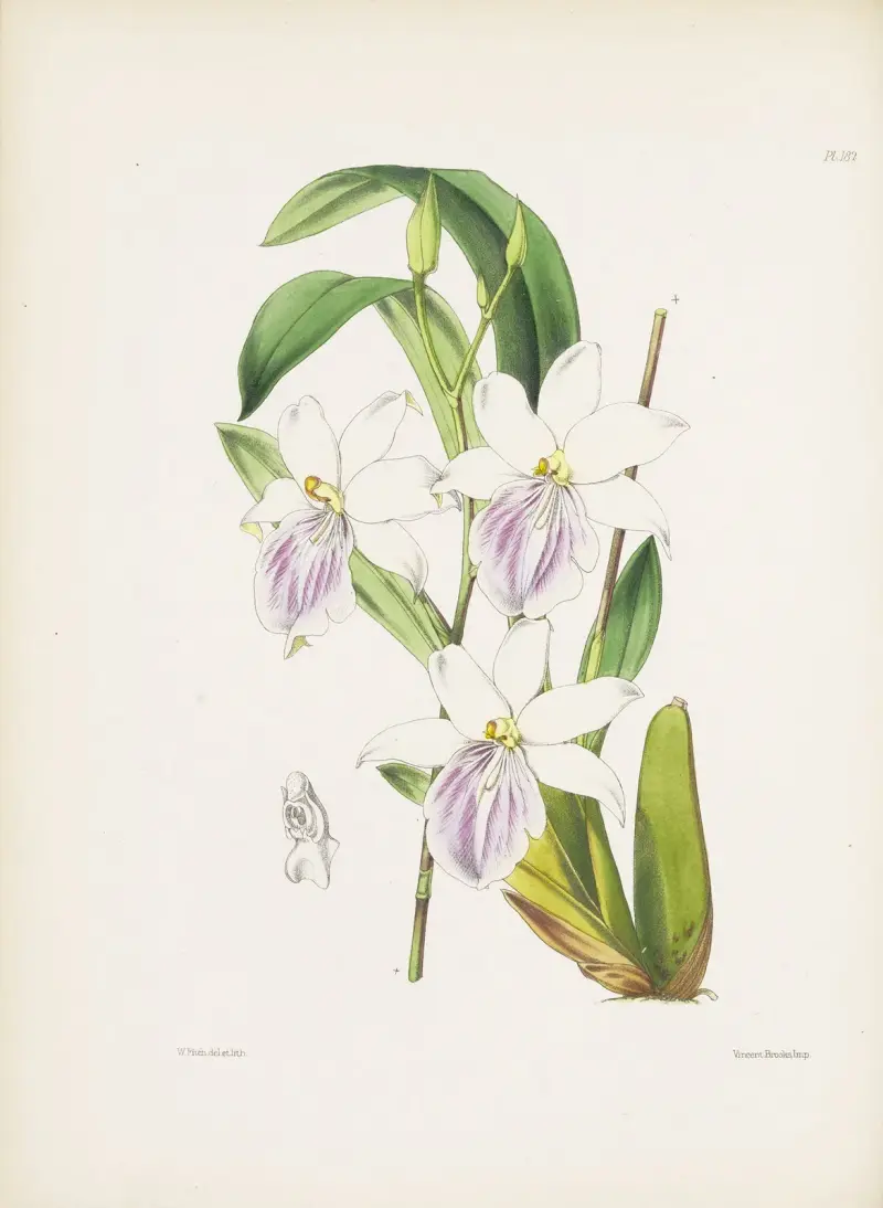 Regnell’s Miltonia (Miltonia regnelli) av James Bateman