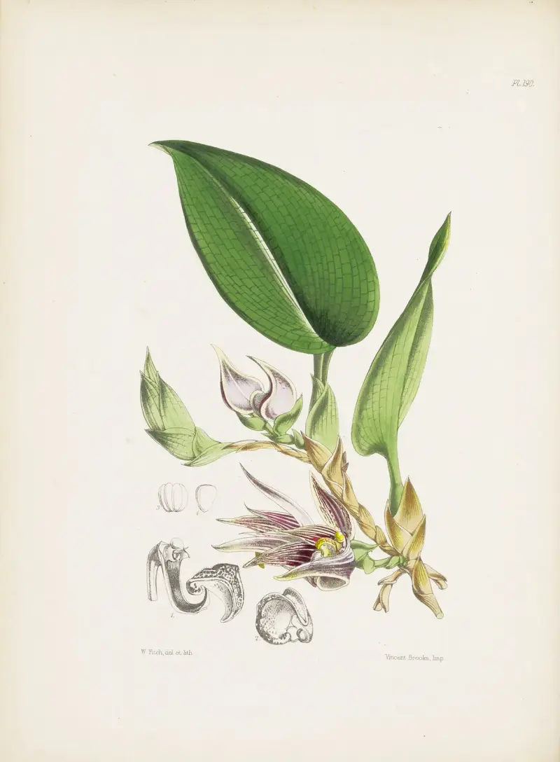 Netzblättriges Bolbophyllum (Bolbophyllum reticulatum) von James Bateman