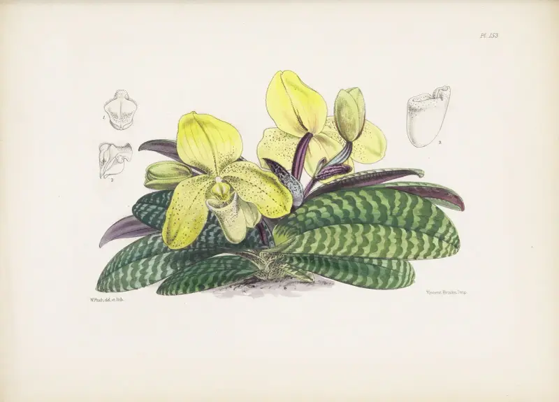 Jednobarwny obuwik (Cypripedium concolor), James Bateman