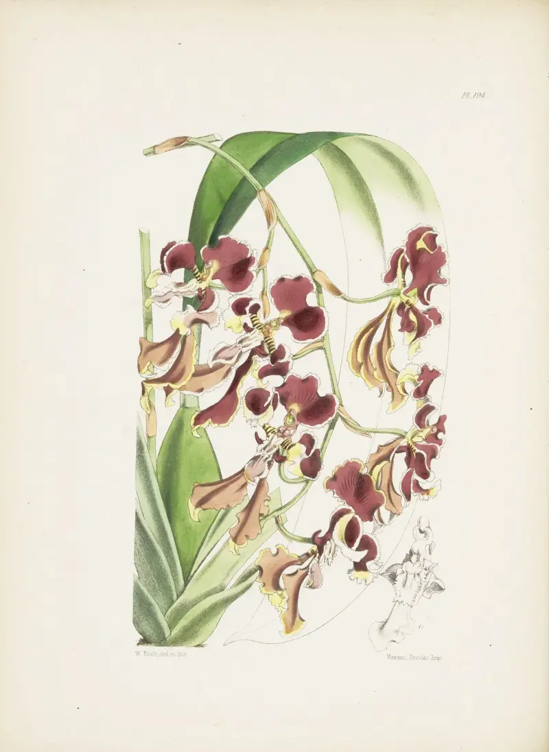 Serrated Oncidium (Oncidium serratum) av James Bateman