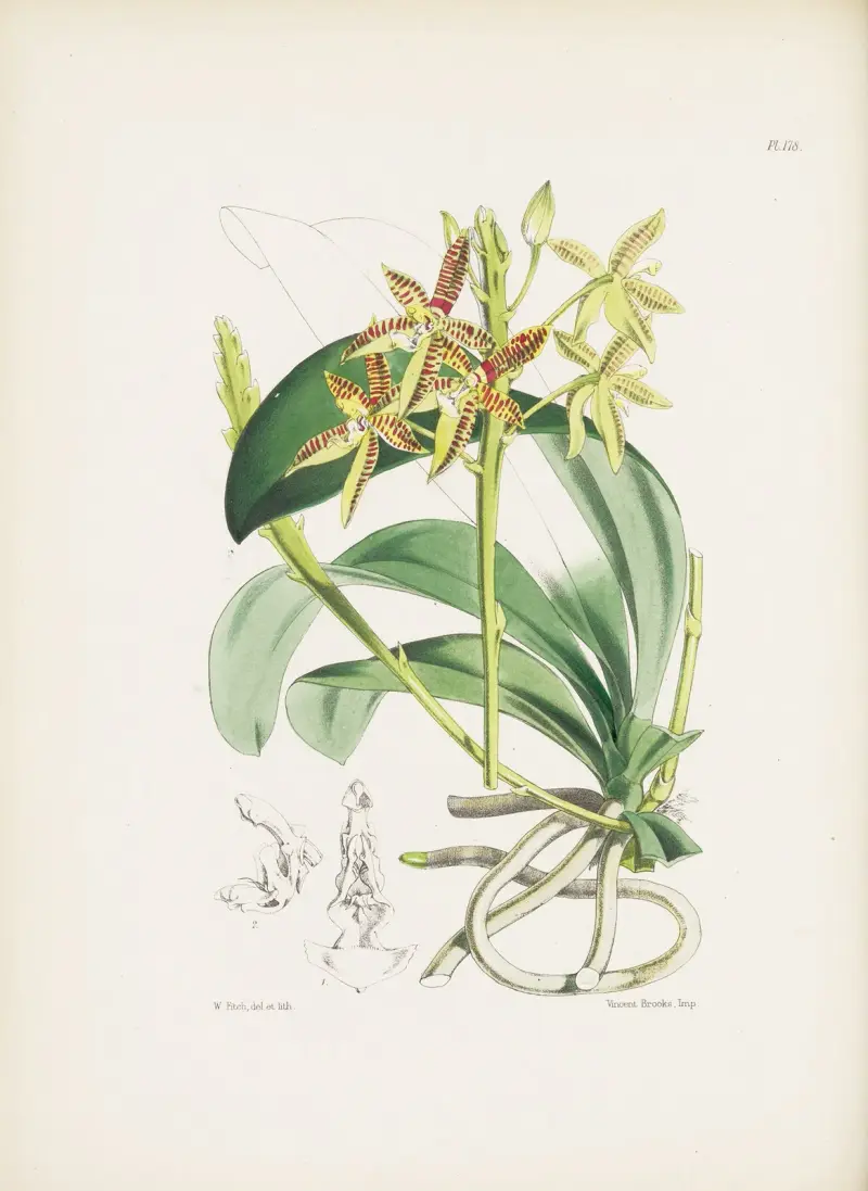 Geweihförmige Phalaenopsis (Phalaenopsis cornu-cervi) von James Bateman