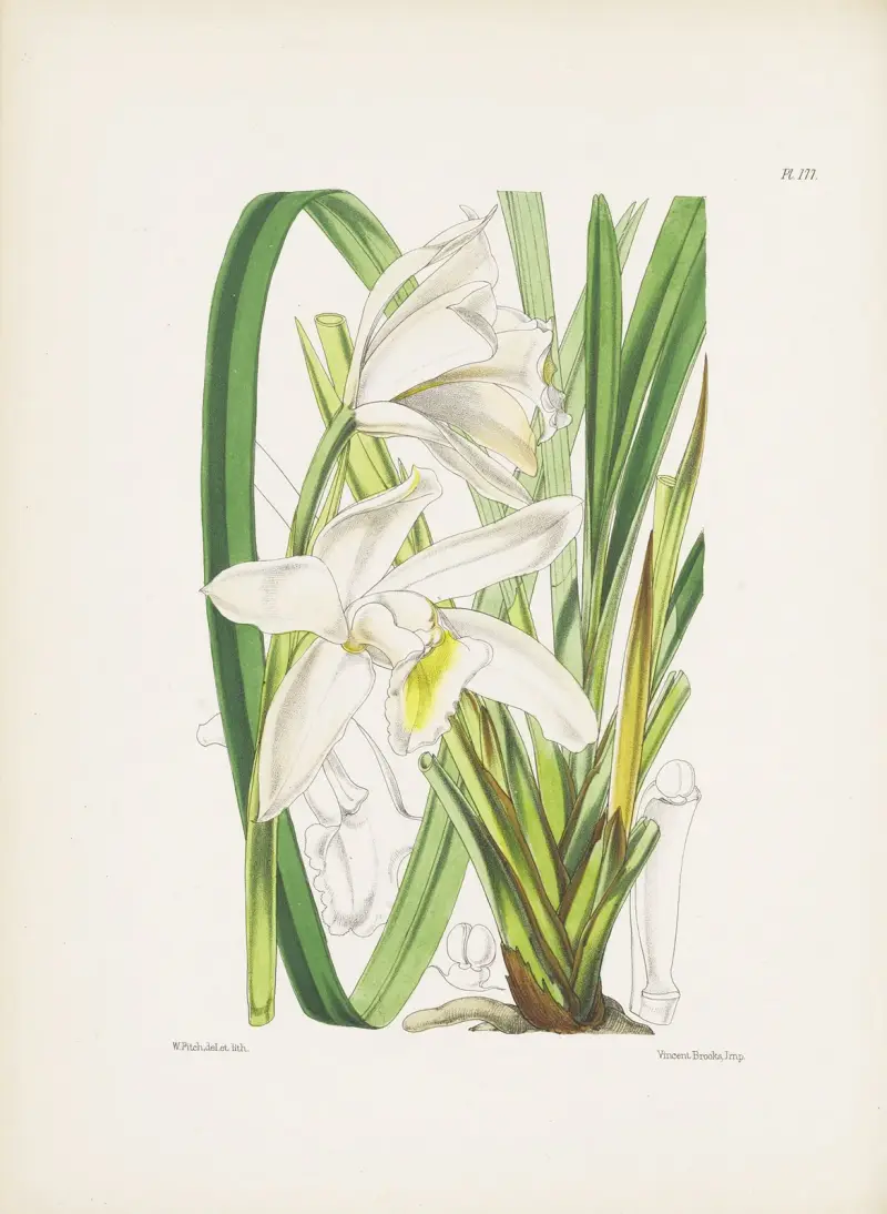 Běloskvoucí cymbidium (Cymbidium eburneum), James Bateman