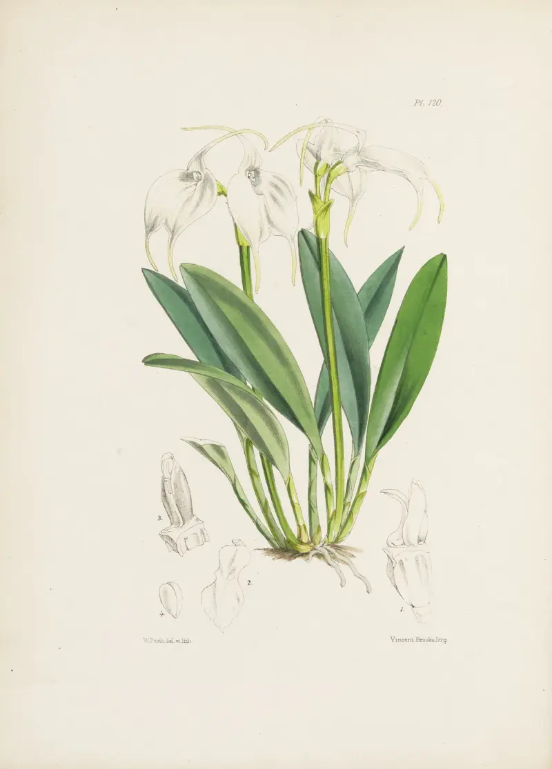 Die Tovar-Masdevallia (Masdevallia tovarensis) von James Bateman