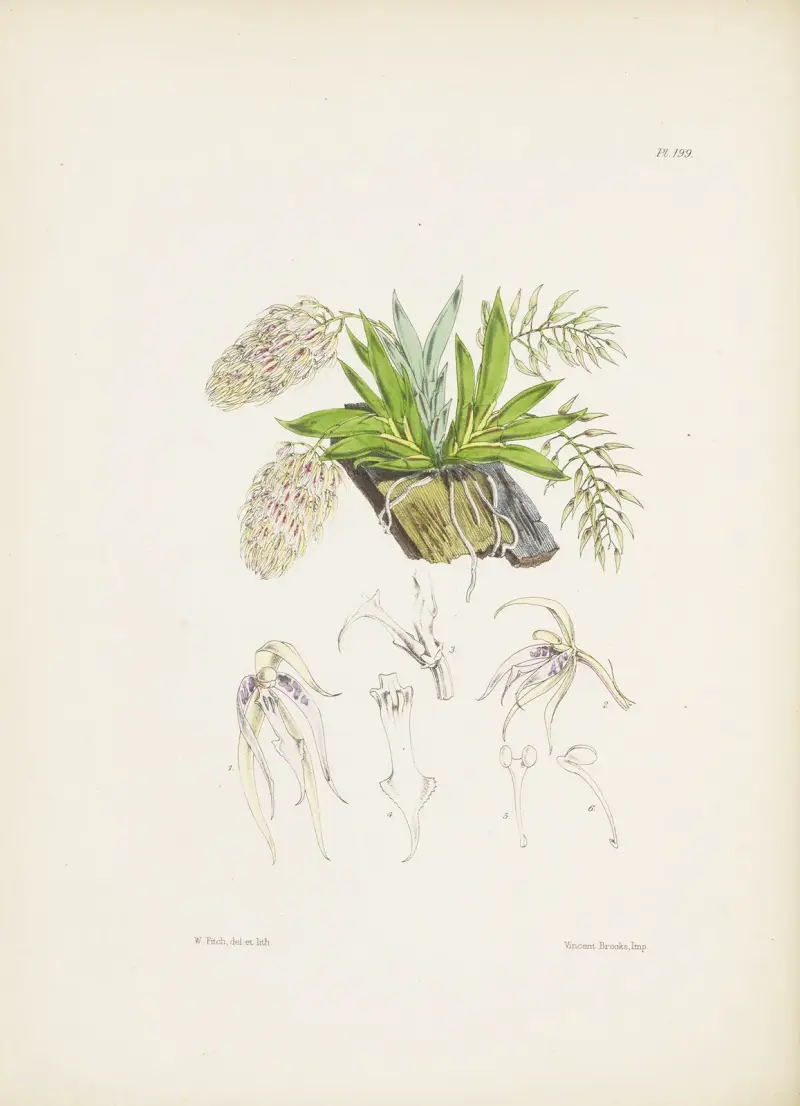 Zweifarbige Notylia (Notylia bicolor) von James Bateman