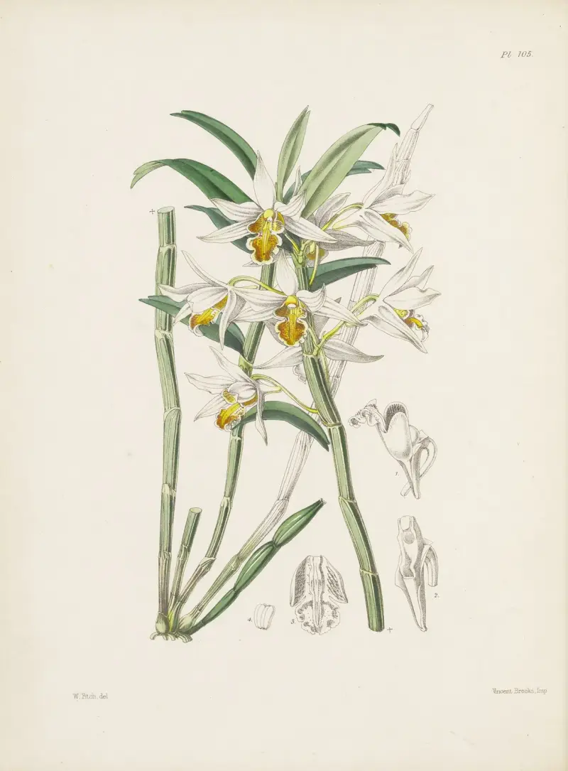 Žlutě žilkovaný dendrobium (Dendrobium xanthophlebium), James Bateman