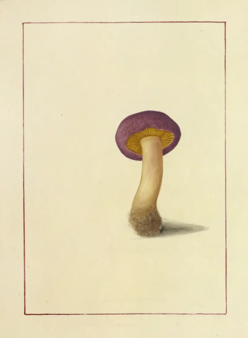 Icons fungorum circa Halifax sponte Nascentium Pl.043 av James Bolton
