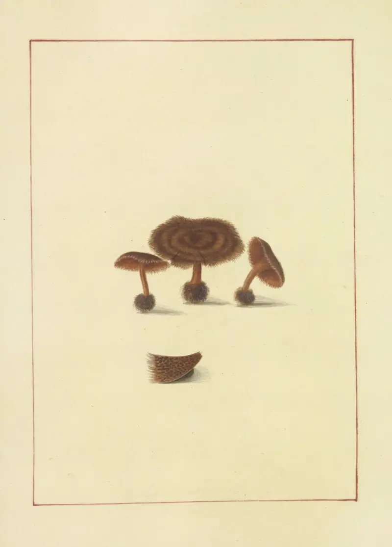 Icons fungorum circa Halifax sponte Nascentium Pl.064 av James Bolton