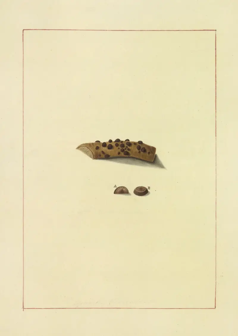 Icons fungorum circa Halifax sponte Nascentium Pl.079 von James Bolton