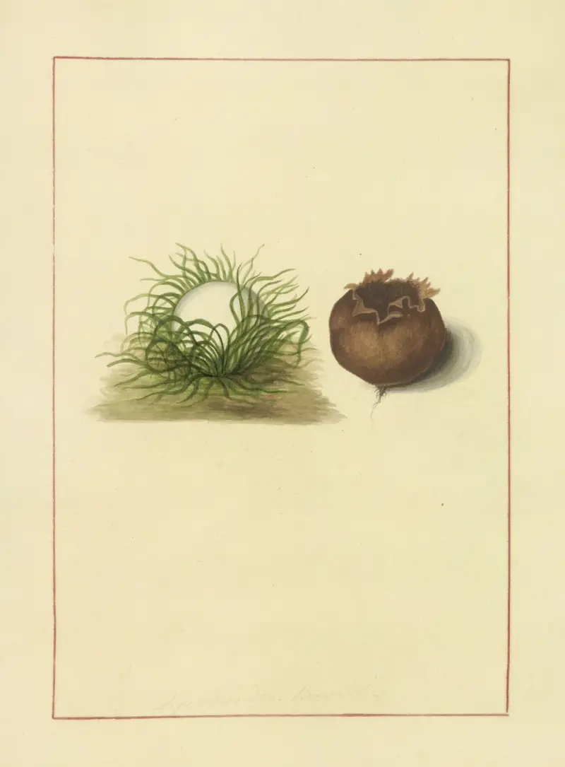Icons fungorum circa Halifax sponte Nascentium Pl.083 von James Bolton