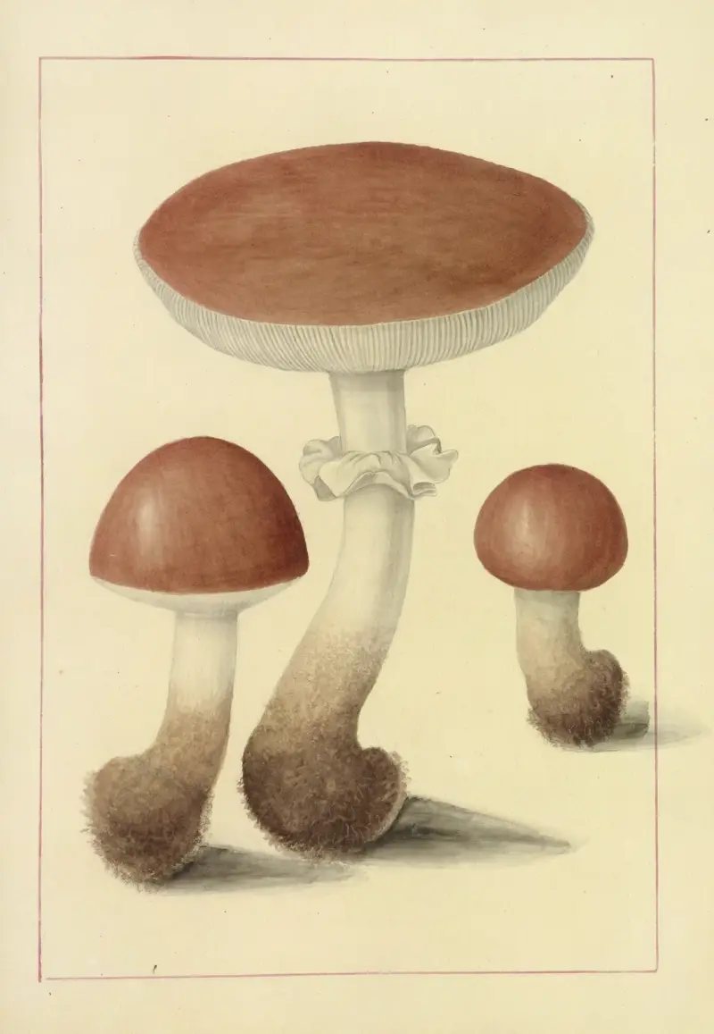 Icons fungorum circa Halifax sponte Nascentium Pl.095 von James Bolton