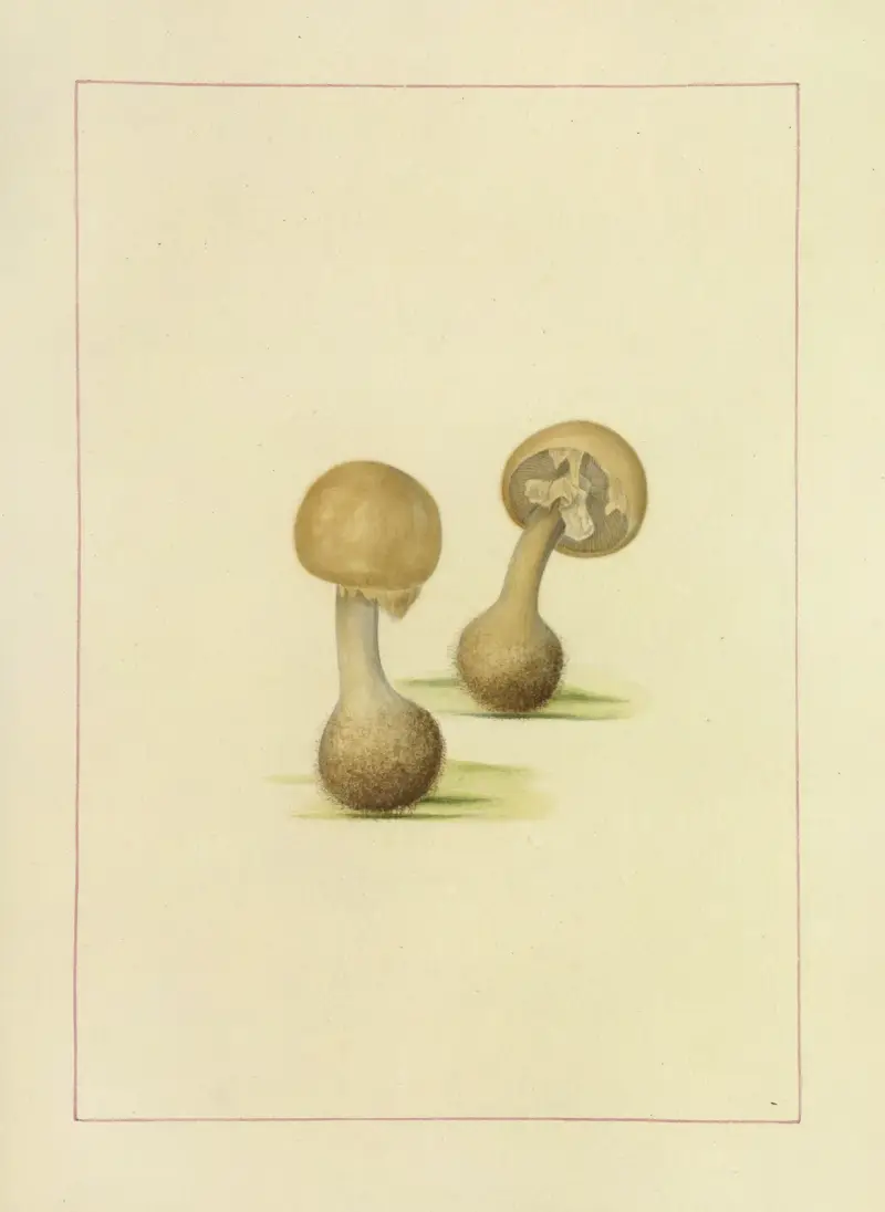 Schwämme aus der Gegend um Halifax, Taf. 111 von James Bolton