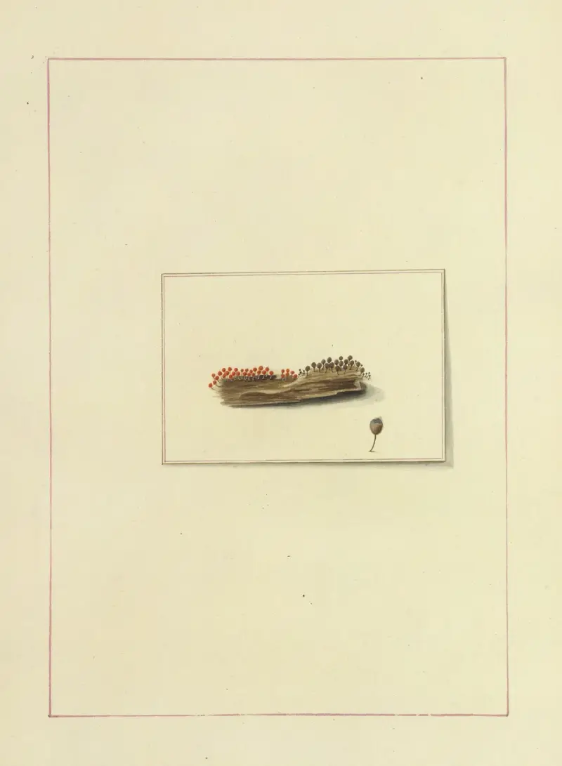 Icons fungorum circa Halifax sponte Nascentium Pl.116 von James Bolton