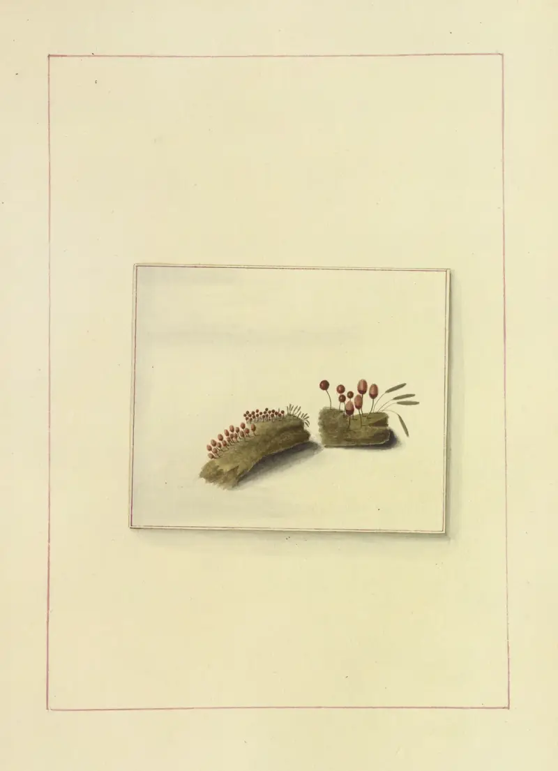 Icons fungorum circa Halifax sponte Nascentium Pl.117 av James Bolton