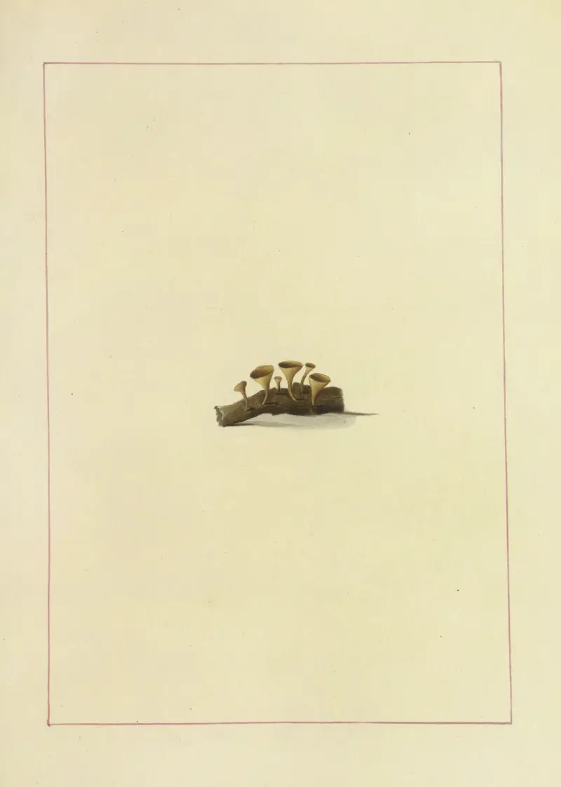 Pilze um Halifax, Tafel 119 von James Bolton