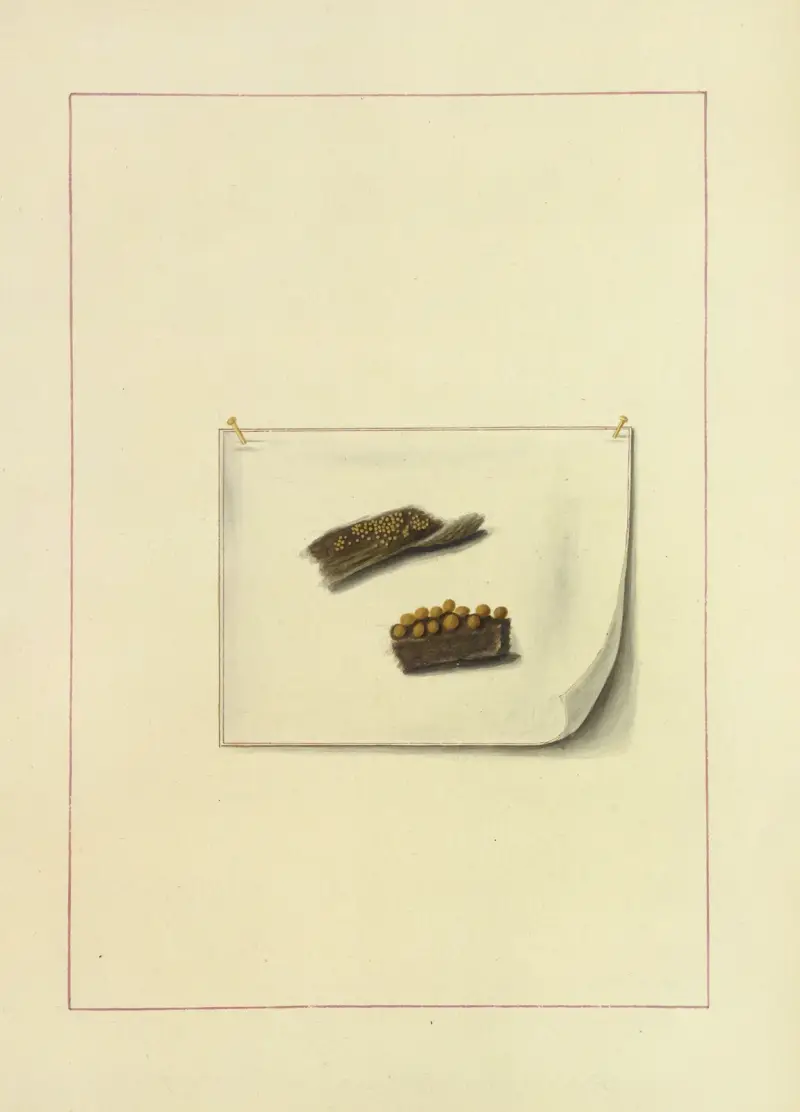 Icons fungorum circa Halifax sponte Nascentium Pl.126 av James Bolton