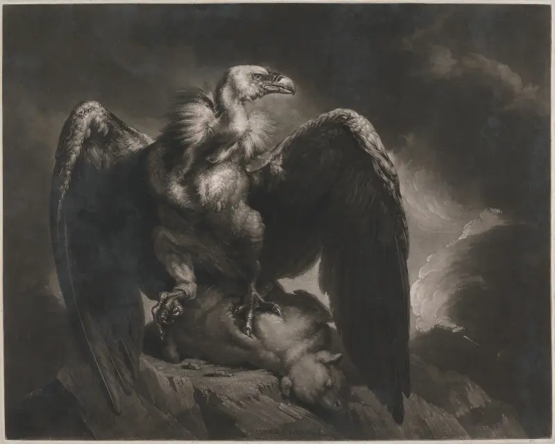 Sęp i jagnię, James Northcote