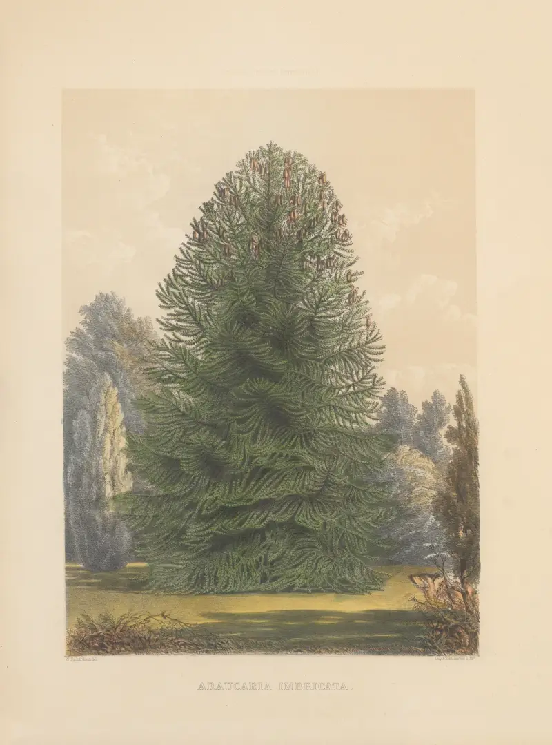 Araucaria imbricata, 1884 – Nr. 2 von Edward James Ravenscroft