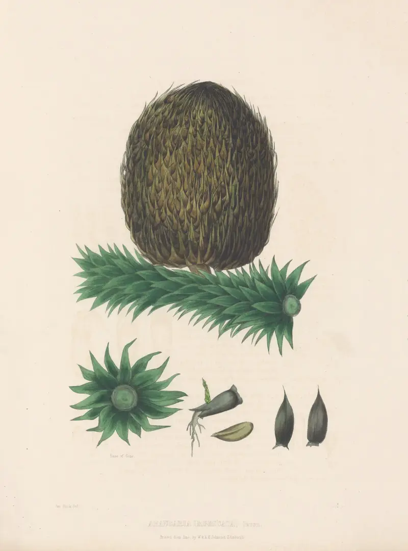 Araucaria imbricata, 1884 – nr 1 av Edward James Ravenscroft
