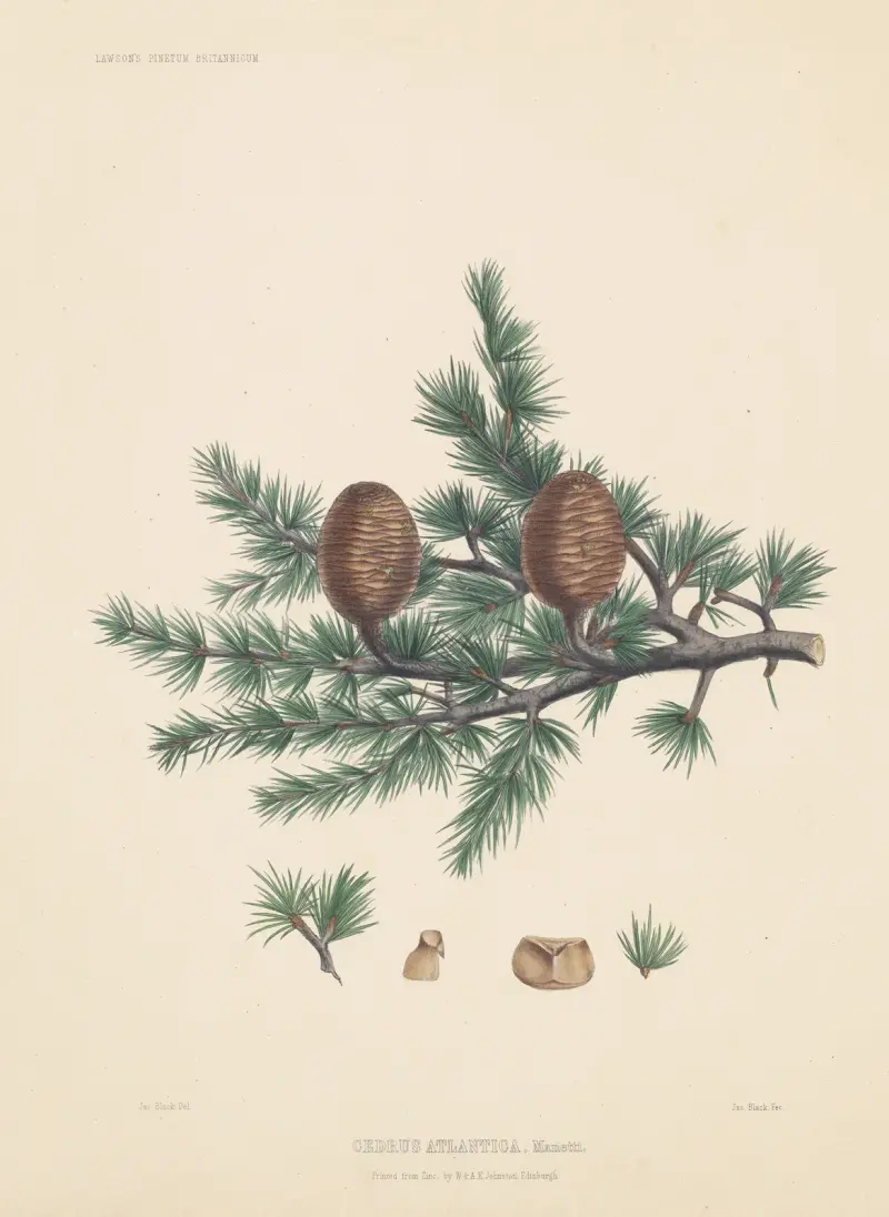 Cedrus atlantica av Edward James Ravenscroft