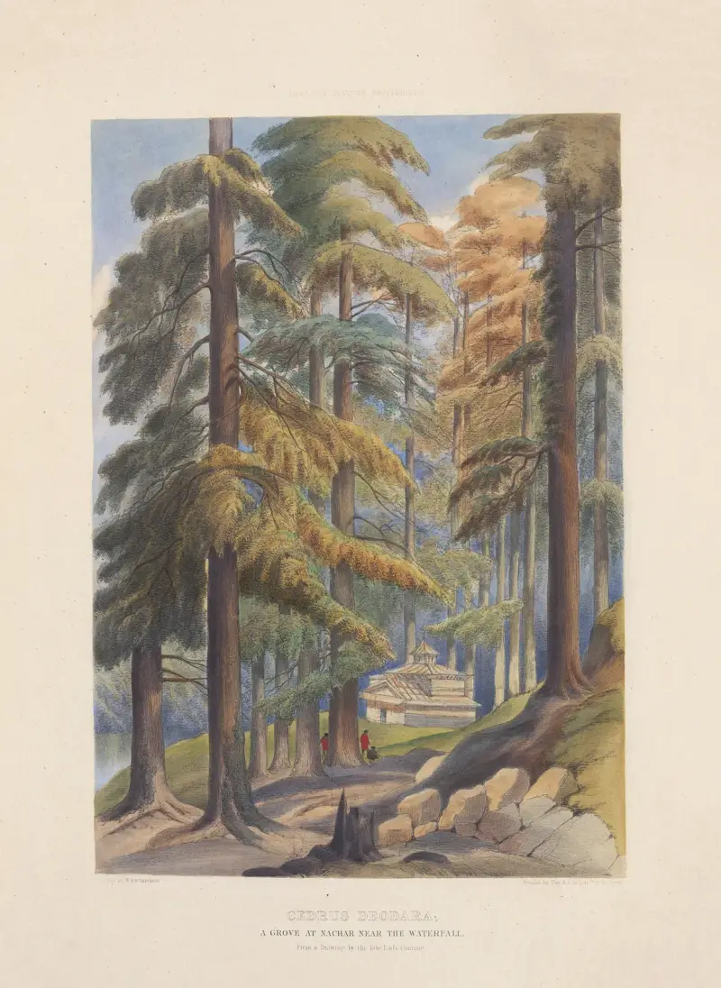 Cedrus deodara – En lund av deodarer vid Nachar av Edward James Ravenscroft