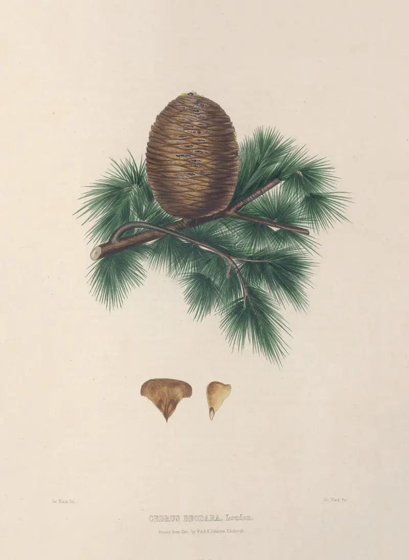 Cedrus deodara – Kotte och barr av Edward James Ravenscroft